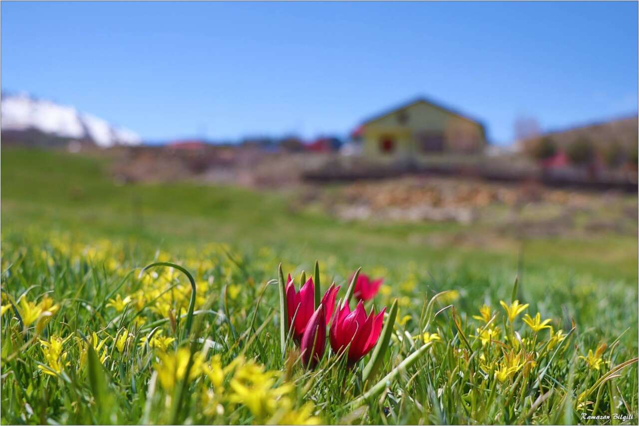 Konya’da doğa canlandı, kartpostallık bahar manzaraları çıktı 21